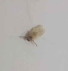 Cixiinae