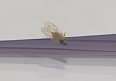 Cixiinae