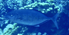 Carangoides