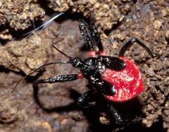 Micrauchenus lineola