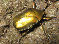 Pseudotorynorrhina japonica