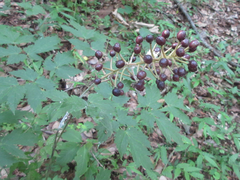 Actaea asiatica