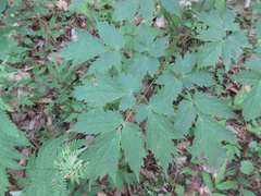 Actaea asiatica