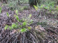 Caustis blakei macrantha