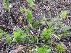 Caustis blakei macrantha