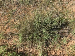 Lomandra effusa