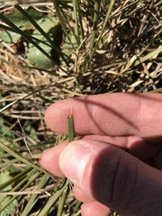 Lomandra effusa