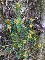 Pultenaea petiolaris