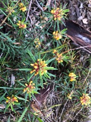 Pultenaea petiolaris