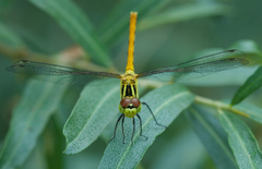 Sympetrum kunckeli