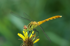 Sympetrum kunckeli