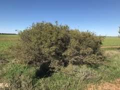 Acacia nyssophylla