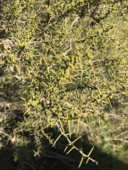 Acacia nyssophylla