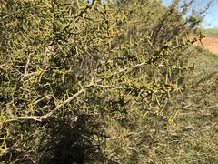 Acacia nyssophylla