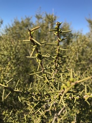 Acacia nyssophylla
