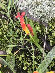 Lachenalia quadricolor