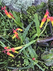 Lachenalia quadricolor