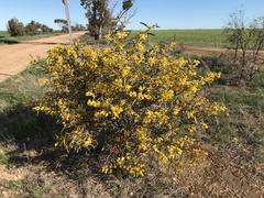 Acacia notabilis