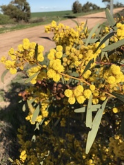 Acacia notabilis