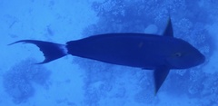 Acanthurus gahhm