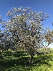 Alectryon oleifolius