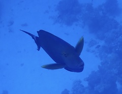 Acanthurus gahhm