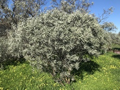 Alectryon oleifolius