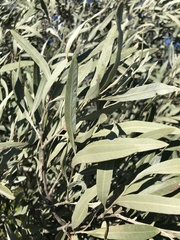 Alectryon oleifolius