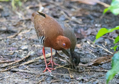 Rallina fasciata