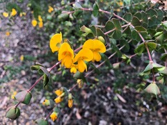 Pultenaea spinosa