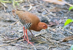 Rallina fasciata