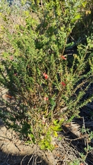 Erica cerinthoides