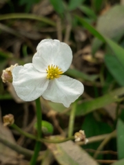 Sagittaria natans