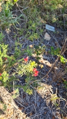 Erica cerinthoides