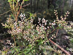 Leucopogon pimeleoides