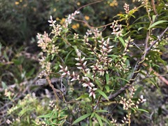Leucopogon pimeleoides