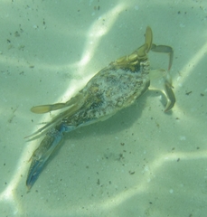 Callinectes marginatus