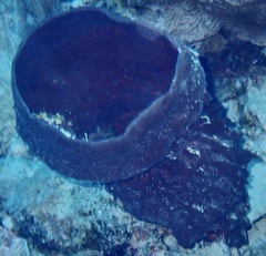 Callyspongia crassa