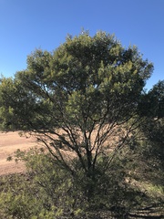 Acacia argyrophylla