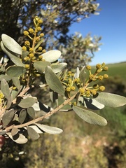 Acacia argyrophylla