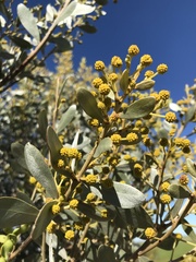 Acacia argyrophylla