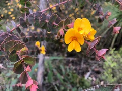 Pultenaea spinosa