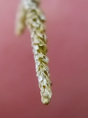 Lembophyllum