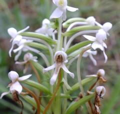 Habenaria zambesina
