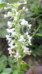 Habenaria zambesina