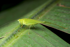 Phaneroptera brevis