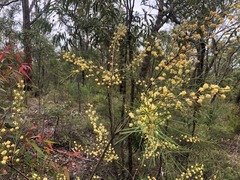 Acacia quadrilateralis