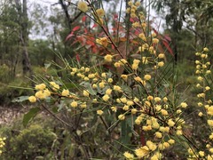 Acacia quadrilateralis