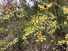 Acacia quadrilateralis
