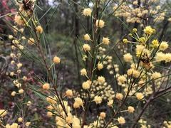 Acacia quadrilateralis